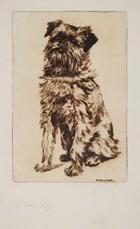 The Sienna Dog [pencil]. [Griffon Bruxellois]