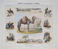 Graphic Illustrations Of Animals, Shewing Their Utility To Man, In Their Services During Life And Uses After Death. Pl. 8. The Camel.