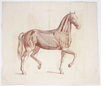 [Horse anatomy.] Plate VII.