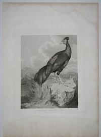 The Fire-Backed Pheasant of Java.