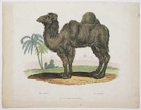 The Camel. Le Chameau.
