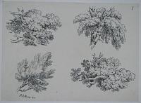 [Four studies of tree branches.]