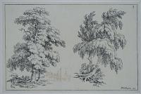 [Tree studies] Elm [and] Birch.