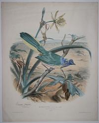 Le Geai du Pérou (Buffon) Grandeur naturelle. Corvus Peruvianus (Gmélin). 66.
