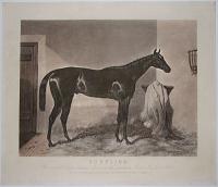Surplice. Winner of the Derby Stakes at Epsom, and the Doncaster Great St. Leger, 1848.