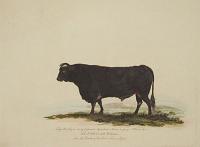 An African Bull. from the Banks of the River Sierre Liona.
