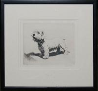 [Portrait of a Sealyham Terrier]