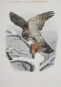 [Sparrow Hawk.] L'Epervier. (Buffon.) de Grandeur naturelle.