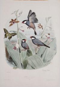 [Java Sparrow.] Le Padda (Buffon.) Grandeur naturelle.