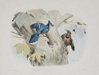 [Blue Jay & Gold-winged Woodpecker.] Le Geai bleu (male). Garrulus cristatus (Vieillot) ½ nature.