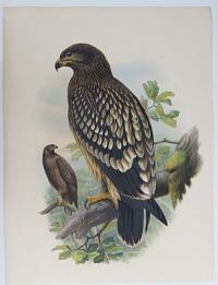 [Aquila nævia - Spotted Eagle.]