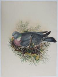 [Palumbus Torquatus - Wood Pigeon.]