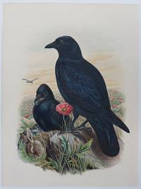 [Corvus Corone - Carrion Crow.]