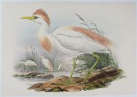 [Bubulcus Russatus - Buff-Backed Heron.]