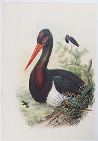 [Ciconia Nigra - Black Stork.]