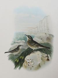 [Anthus Obscurus - Rock Pipit.]