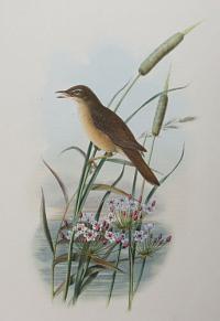[Acrocephalus Turdoides - Thrush Warbler.]