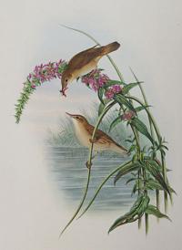[Calamoherne palustris - Marsh Warbler.]