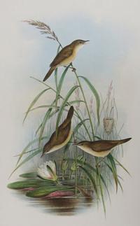 [Calamopherpe arundinacea - Reed Warbler.]