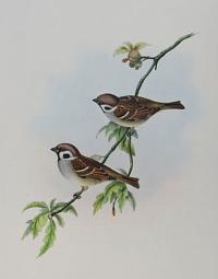 [Passer montanus - Tree Sparrow.]