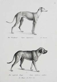 Der Windhund. Canis Leporarius. Le Levrier. 1. Die englische Dogge. Canis molossus anglicus. Le Dogue de forte race. 1/9.