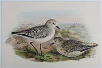 [Squatarola helvetica - Grey Plover, adult and juvenile, winter plumage.]