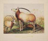 The Leucoryx Antelope.