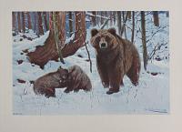 [The Brown Bear. Plate XXVI. (Ursus arctus).]