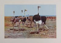 [The Somali Ostrich. Plate XLII. (Struthio molybdophanes).]