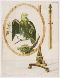 [A parrot design for a screen.] Een ruur-sherm in chenille geborduurd, of op fluweel geschildord met een glass er roor.