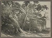 [Landscape with large trees.]