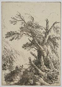 [Landscape with old trees by water.]