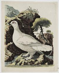 [Grouse in winter plumage.]