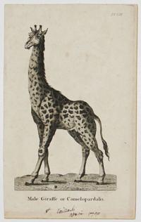 Male Giraffe or Camelopardalis.
