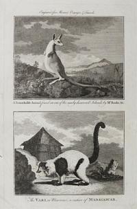 A Remarkable Animal found on one of the newly discover'd Islands by Mr. banks, &c. [&]