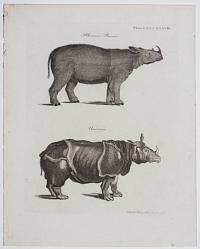 Rhinoceros Bicornis. Unicornis. Plate CCCCXXXVIII.