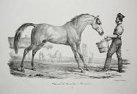 Cheval de Cavalerie Française.