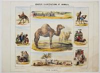 Graphic Illustrations Of Animals, Shewing Their Utility To Man, In Their Services During Life And Uses After Death. Pl. 8. The Camel.