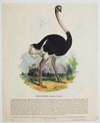 The Ostrich._Struthio Camelus.