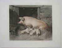 Fores's Series of the Mothers. Pl. 5. Sow and Pigs.