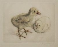 [A Pair of Chicks.]