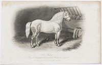 Sir John, A French draught horse of the Percheron breed.