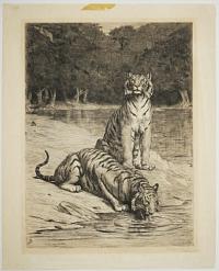 [Bengal Tigers.]