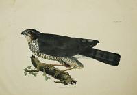 Sparrow Hawk, Female.