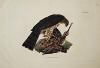 Sparrow Hawk, Male.