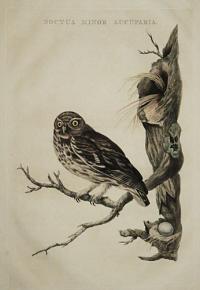 [Little Owl] Noctua Minor Aucuparia.