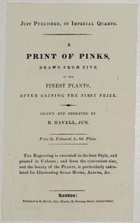 [Advert.] Just Published, in Imperial Quarto. A Print of Pinks, Drawn from Five of the Finest Plants, After Gaining the First Prize.