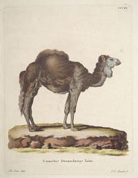 Camelus Dromedarius Linn.