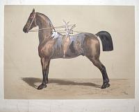 [Untitled plate of a horse wearing a harness.]