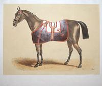 [Untitled plate of a horse wearing a blanket with a crown emblem.]